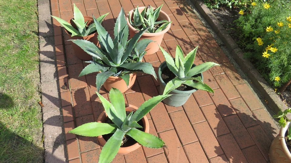 Agave Kaktus mit Topf in Wildeshausen