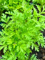 Einjähriger Beifuß Artemisia annua in Töpfen aus Bio-Garten 20 cm Baden-Württemberg - Hechingen Vorschau