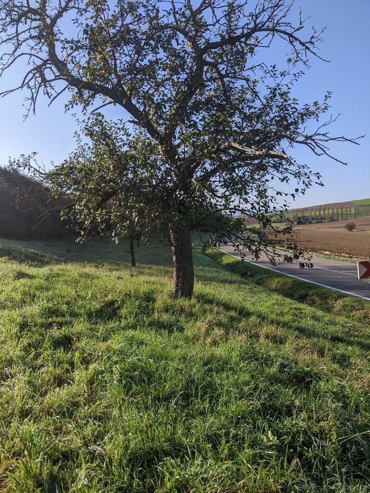 Wiesengrundstück in Königsbach Streuobstwiese in BadenWürttemberg