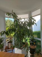 Pflanze Palme Wintergarten Essen - Essen-Stadtwald Vorschau