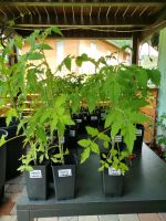 Tomatenpflanzen - tolle alte Sorten, 100% Bio abgehärtet - 1,50 € Bayern - Falkenfels Vorschau