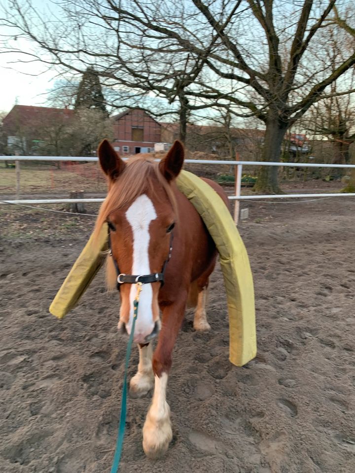 Welsh cob, Welsh D, Familienpony, Welsh Traumstute 7-jährig in Langenhagen