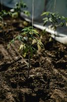 Tomatenpflanzen, selbst aufziehen, verschiedene Sorten Bayern - Mistelgau Vorschau