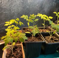 Rispentomaten Pflanzen - kleine Mini Tomaten Rheinland-Pfalz - Weitefeld Vorschau