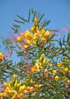 Paradiesvogel, Busch / Pflanze / Blume Nordrhein-Westfalen - Mönchengladbach Vorschau