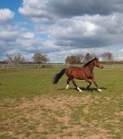 Pflegebeteiligung mit Option zur Reitbeteiligung gesucht Hessen - Hofheim am Taunus Vorschau