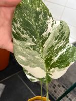 Monstera deliciosa variegata etablierte Pflanze Baden-Württemberg - Fellbach Vorschau