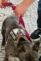 Hundegeschirr für franz. Bulldogge 12-15kg Sachsen-Anhalt - Halle Vorschau