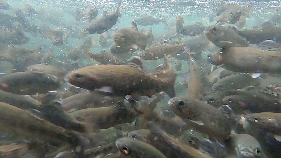 Lachsforelle 10kg lebend Besatz Besatzfisch Forelle in Bad Iburg