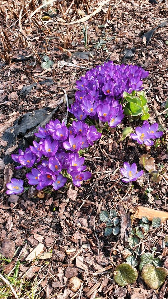 Suche Wohnung mit Gartennutzung in Mühlenbeck oder Schildow in Mühlenbecker Land