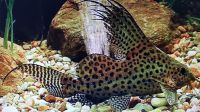 Schmuckfiederbartwelse "Synodonis Eupterus 3-4cm"  Stk. 5,-€ Saarland - Völklingen Vorschau