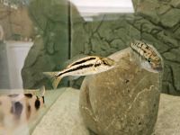 Cheilochromis Euchilus München - Thalk.Obersendl.-Forsten-Fürstenr.-Solln Vorschau