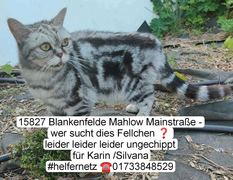 Katze Kater gefunden zugelaufen Blankenfelde-Mahlow in Blankenfelde-Mahlow