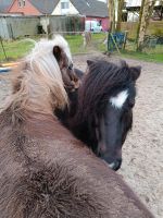 Suche gutes Heu in kleinen Rundballen für unsere Ponys Niedersachsen - Ihlow Vorschau