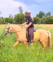 Deutsches Reitpony Niedersachsen - Hämelhausen Vorschau