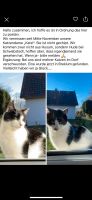 Katze vermisst Nordfriesland - Schwabstedt Vorschau