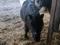 Shetlandpony Sachsen - Mittweida Vorschau