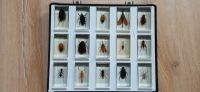 Insekten Sammlung Harz epoxid, käfer insekt inkl Koffer Leipzig - Möckern Vorschau