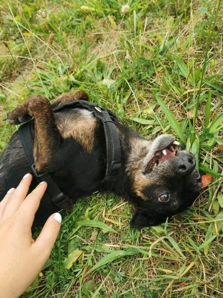 CURRITO Dackel Pinscher Mischling Rüde Tierschutz Hund in Sassenberg