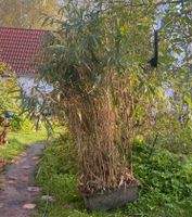 Bambushecke - 2x Bambus in der Maurerbütt Schleswig-Holstein - Lübeck Vorschau