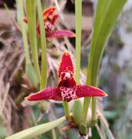 Orchidee - Maxillaria tenuifolia, aufgebunden Thüringen - Münchenbernsdorf Vorschau