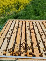 Suche Ackerbohnenfeld für meine Bienen Dithmarschen - Wesselburen Vorschau