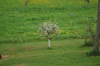 Obstbaumschnitt , Obstbau , Weinbau, Alleebaumschnitt Rheinland-Pfalz - Kinderbeuern Vorschau