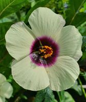 Hanfhibiskus - Samen (Hibiscus cannabinus) Hessen - Biedenkopf Vorschau