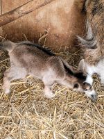 Zwergziegen bock Niedersachsen - Hildesheim Vorschau