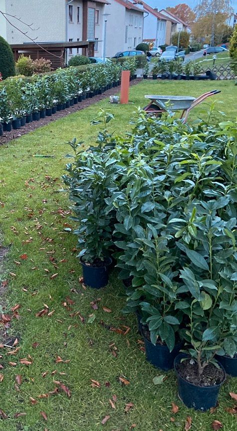 Hausmeister Service Garten Rasen Hecke mähen schneiden Gartenpfle in Duderstadt