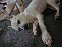 Italienischer Tierschutzhund HUGO sucht liebe Familie Düsseldorf - Lichtenbroich Vorschau