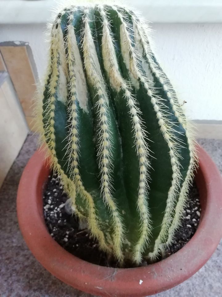 Zimmerpflanzen Kaktus, in Theuma