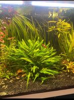 Cryptocoryne wendtii Green / mutterpflanze Baden-Württemberg - Heilbronn Vorschau