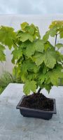 Bonsai,  Bergahorn  , Acer pseudoplatanus  in einer Bonsai-Schale Nordrhein-Westfalen - Solingen Vorschau