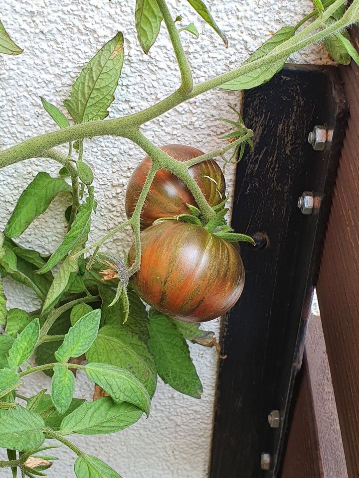 2,50€ - The Thong (Dwarf), Tomatensamen, Fleischtomate in Pirna