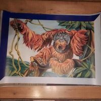 Tierpark Plakat Orang-Utan Urwald Berlin - Köpenick Vorschau