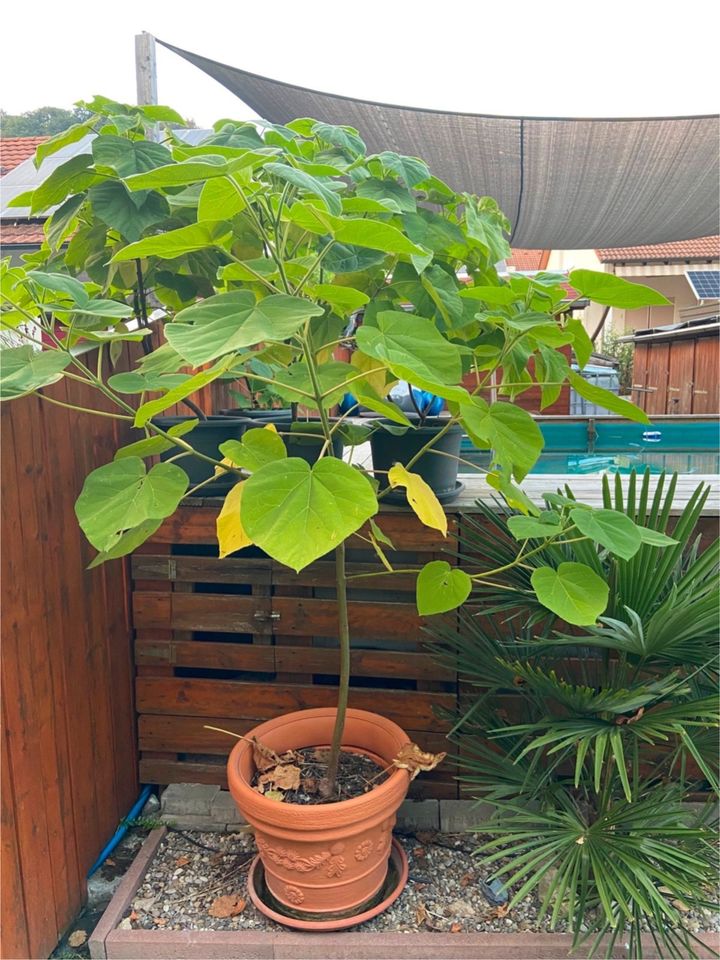 Kiribäume CO2 Baum in verschiedenen Größen in Grenzach-Wyhlen