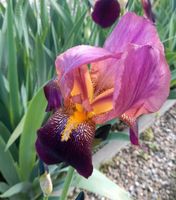 Diverse Iris Schwertlilie je 2,50. Baden-Württemberg - Bad Schussenried Vorschau