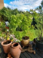 Gartendekoration, chabbychic, boho, Terrakotta Gartenpflanzen Nordrhein-Westfalen - Detmold Vorschau