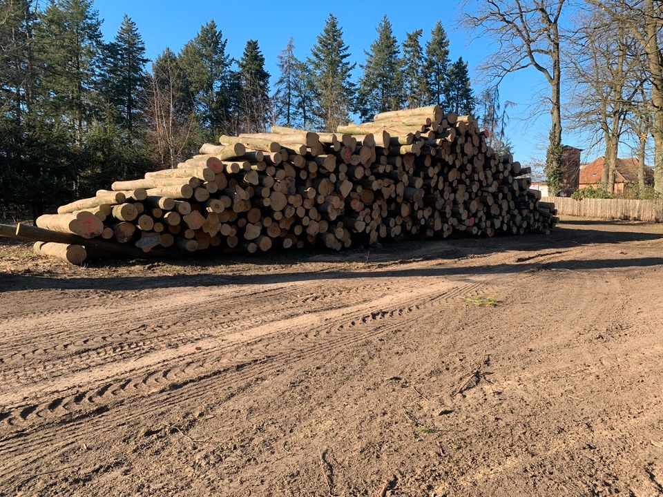 Brennholz, Feuerholz, Kaminholz Buche Frisch in Natendorf