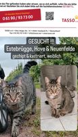 Vermisst Entlaufen Katze getiegert, gechipt, kastriert & weiblich Niedersachsen - Jork Vorschau
