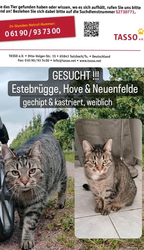 Vermisst Entlaufen Katze getiegert, gechipt, kastriert & weiblich in Jork