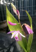 Orchidee Bletilla striata blühend winterhart Gartenorchidee Hessen - Hanau Vorschau