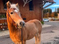 Reit- / Pflegebeteiligung auf Hafiwallach  (Pferd sucht Reiter) Baden-Württemberg - Kolbingen Vorschau