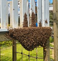 Bienenschwarm melden: Imker rettet / fängt kostenlos ein (2024) Hamburg - Hamburg-Nord Vorschau