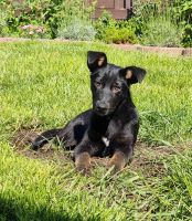 Sanfte ROSALIE ❤️ aus dem Tierschutz sucht ihre Familie Baden-Württemberg - Rastatt Vorschau