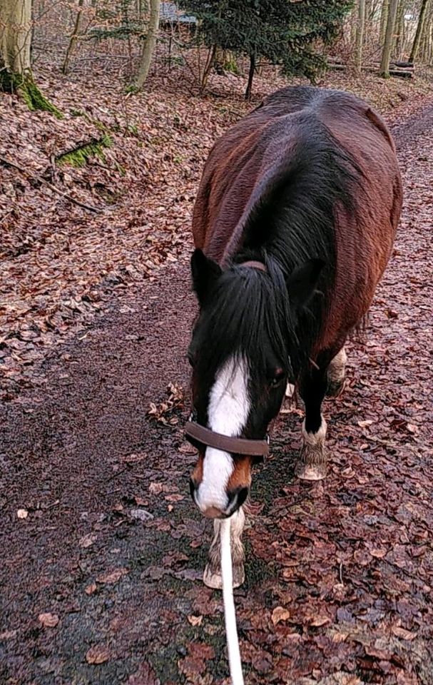 Gelegenheit für Pferdekenner - Warmblut & Welsh Pony Abzugeben in Witzenhausen