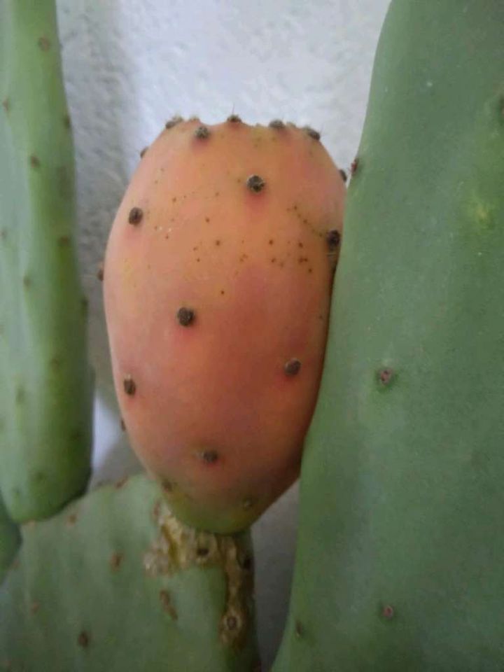 Feigenkaktus Samen (Opuntia ficus-indica) aus dem eigenen Garten in München