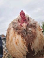 Ameraucana Top blaue Eier Niedersachsen - Nienburg (Weser) Vorschau