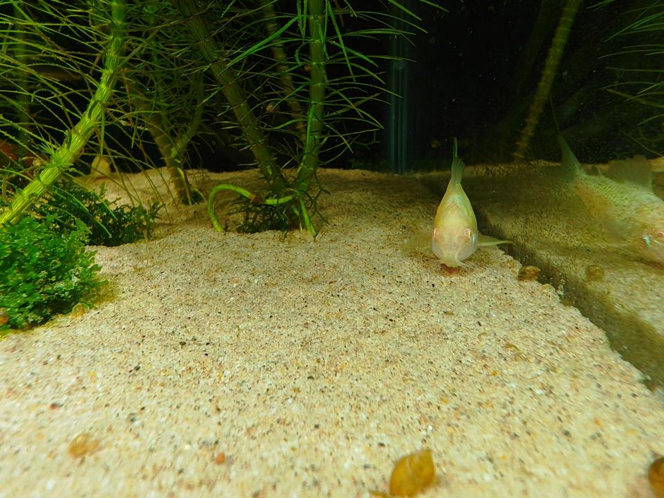 ⭐Albino Metallpanzerwels Corydoras aeneus Fisch Aquarium 3€*⭐ in Minfeld